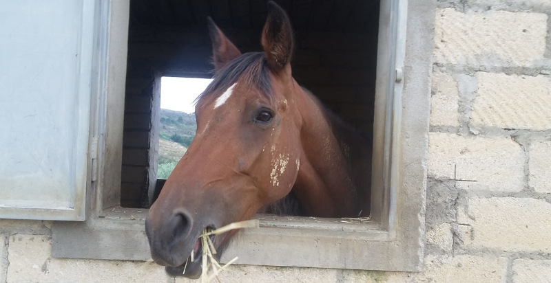 Cavallo nelle stalle dell'Agriturismo Il Mandorleto di Enna