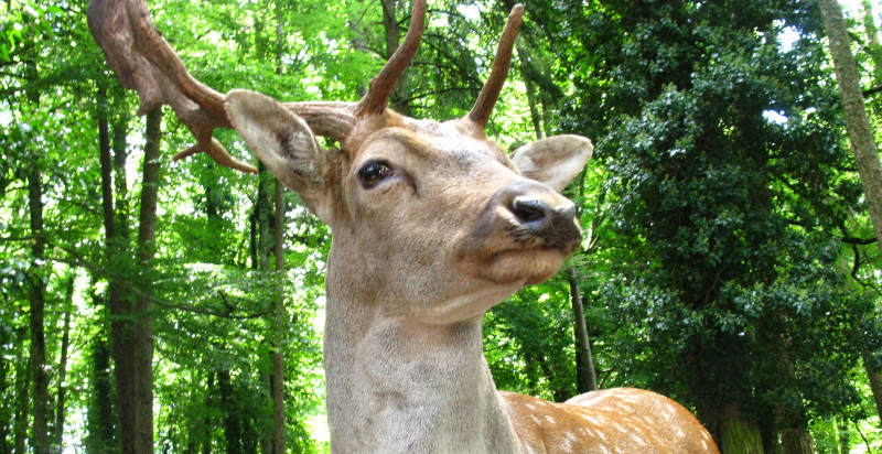 Fauna nei boschi verdeggianti esplorati in fuoristrada in Puglia