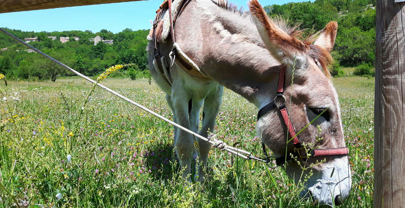 Avventura in natura con asini in Abruzzo