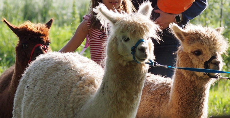 Relax e divertimento durante la passeggiata con alpaca
