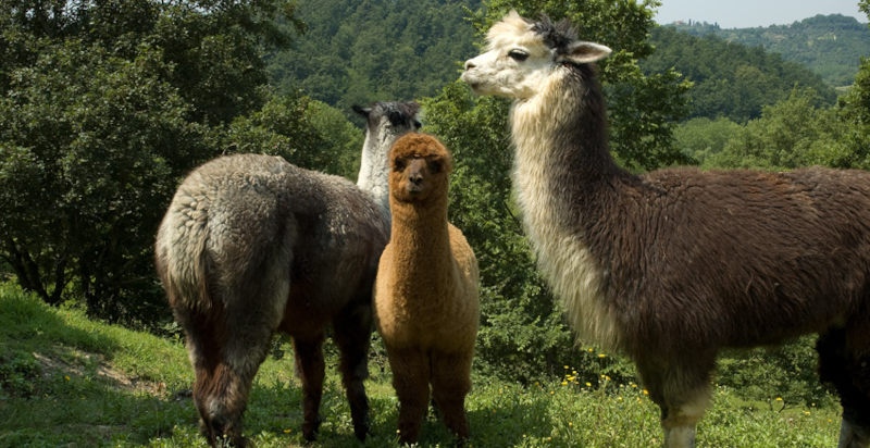 Allevamento alpaca nell’agriturismo toscano