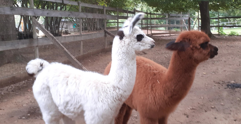 Incontro ravvicinato con lama e alpaca durante un’escursione in Valchiusella