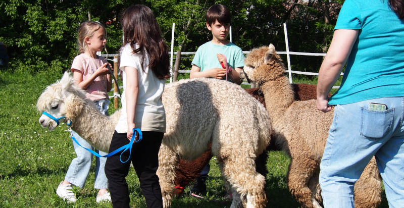 Alpaca durante una passeggiata nel verde