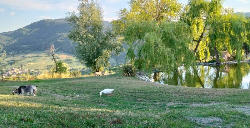 Animali all’aperto nella natura di Vernasca, Piacenza