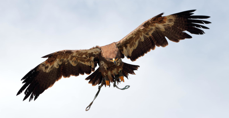 Aquila in volo durante l'esperienza di falconeria in Toscana