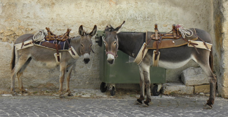 Due asini durante un'escursione in Abruzzo