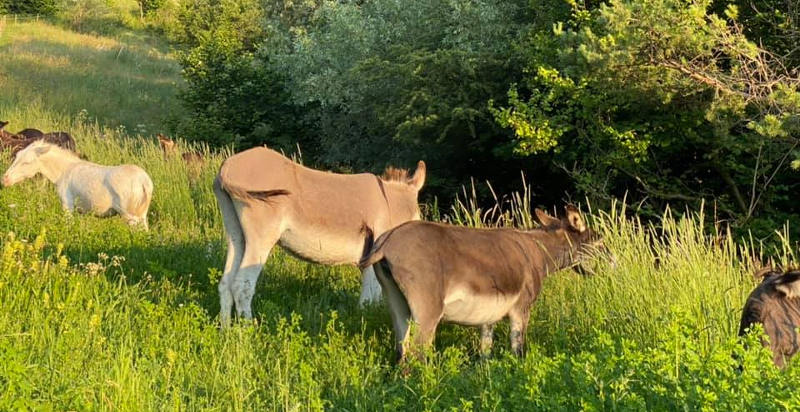 Asinelli pronti per il trekking sulle montagne di Arco
