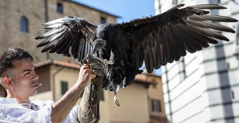 Avvoltoio durante un'esperienza di falconeria in Toscana a Ponte Buggianese
