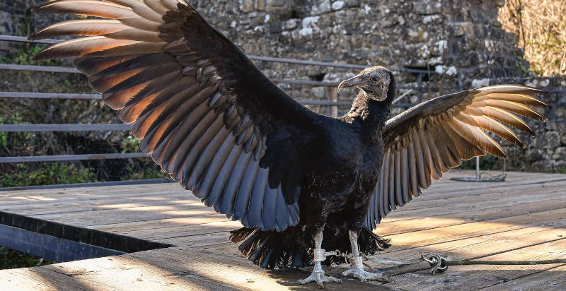 Avvoltoio, uno dei rapaci presentati durante un'esperienza di falconeria a Ponte Buggianese