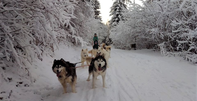 Sleddog nei boschi innevati di Santo Stefano di Cadore, Belluno