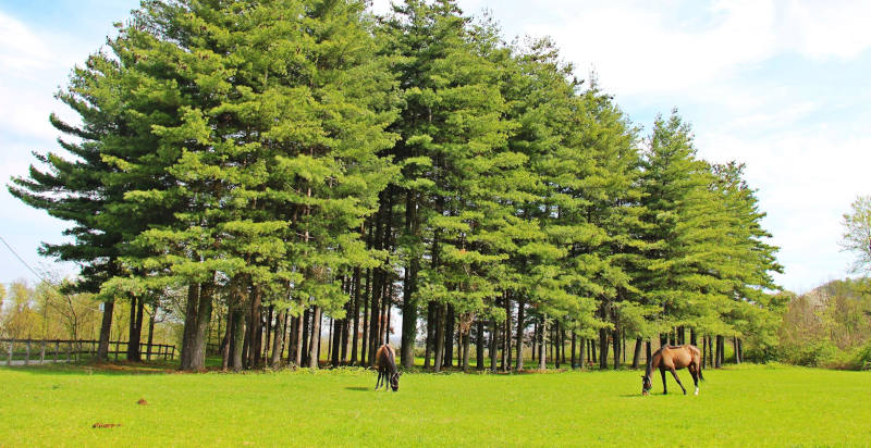 Passeggiata a cavallo al Lago di Viverone con vista panoramica