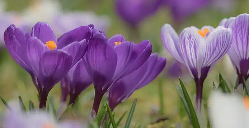 Fiori viola di zafferano nel campo di Navelli, Abruzzo