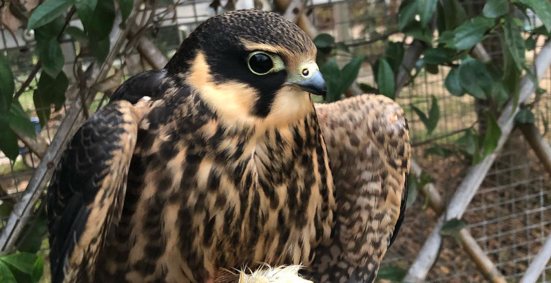 Primopiano di un rapace nella giornata di falconeria a Vicenza