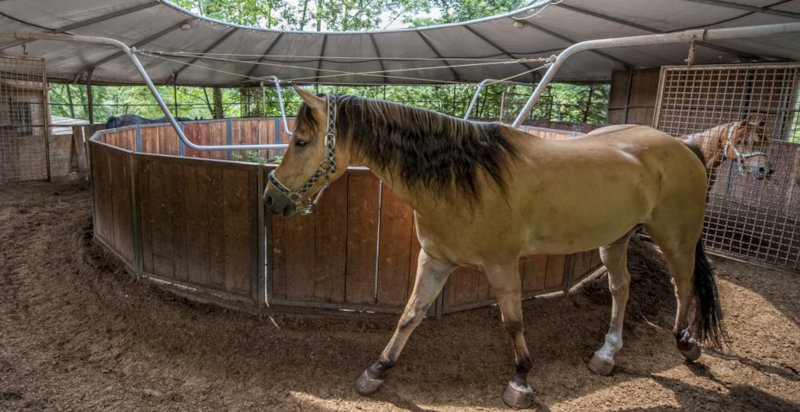 buono-regalo-passeggiate-a-cavallo-bergamo