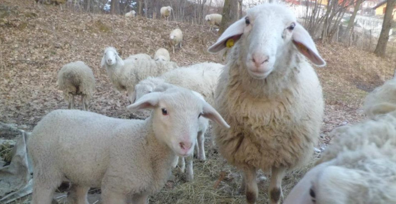 Buono regalo un giorno da pastore Como