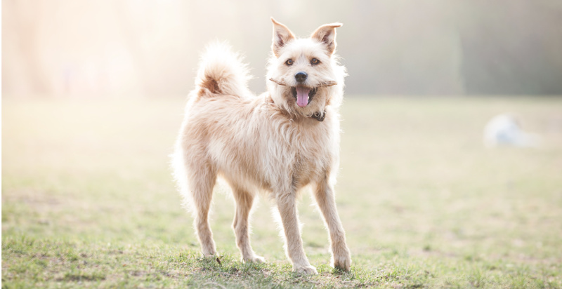 Servizio Fotografico cane
