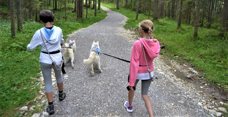 cani-belluno-passeggiata