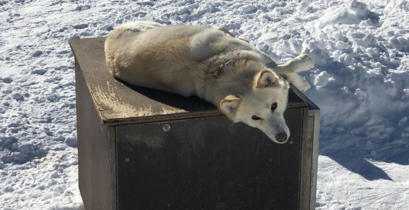 Cane da slitta in una pausa a Passo Tonale