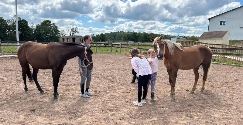 Cavalli al maneggio a Vernasca, Val d’Arda