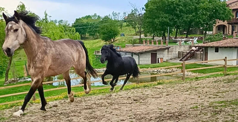 Cavalli che corrono liberi nei prati di Vernasca