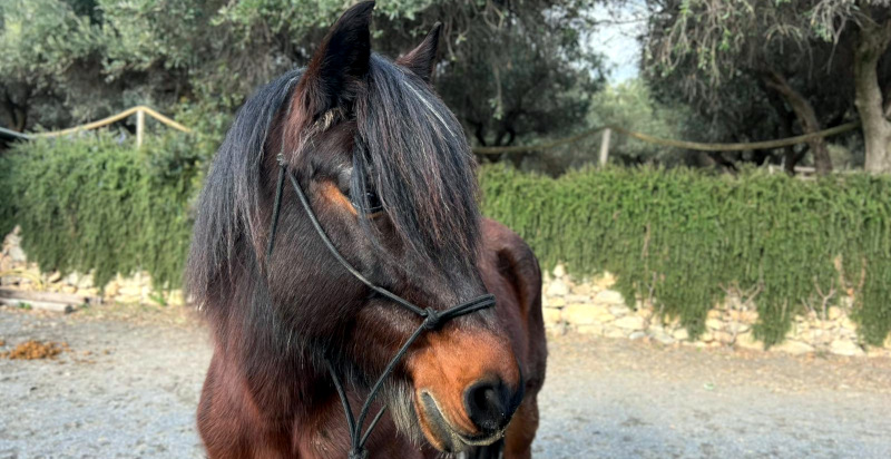 cavallo nel parco asinolla a Pietra Ligure