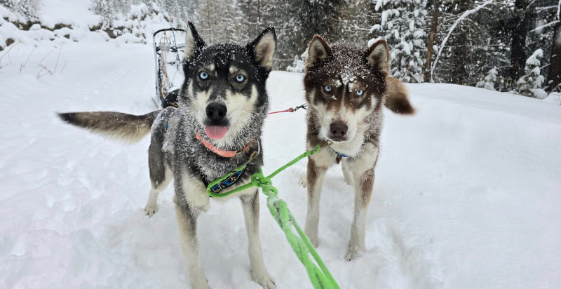 Escursione con ciaspole e husky Val Martello