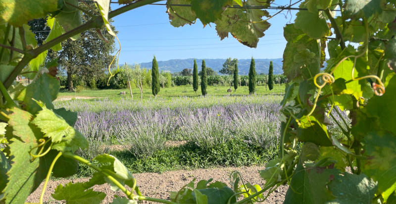 Corso biscotti presso fattoria Agata a Ponte Buggianese