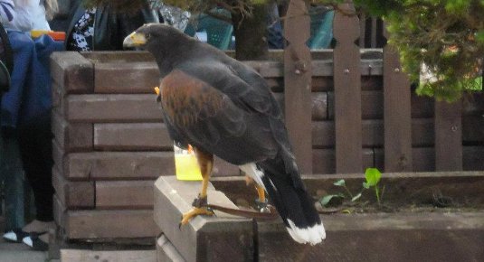 falconeria roma corso