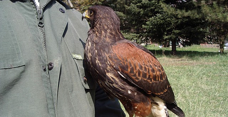 Falconiere che mostra un rapace ai partecipanti