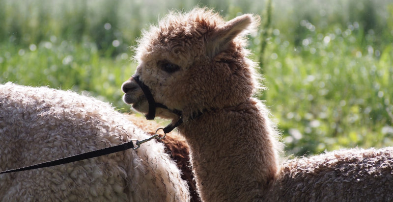 Alpaca che esplora la natura a Montegaldella