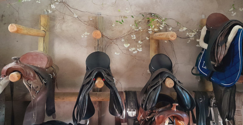 Imparare a prendersi cura dei cavalli nel ranch