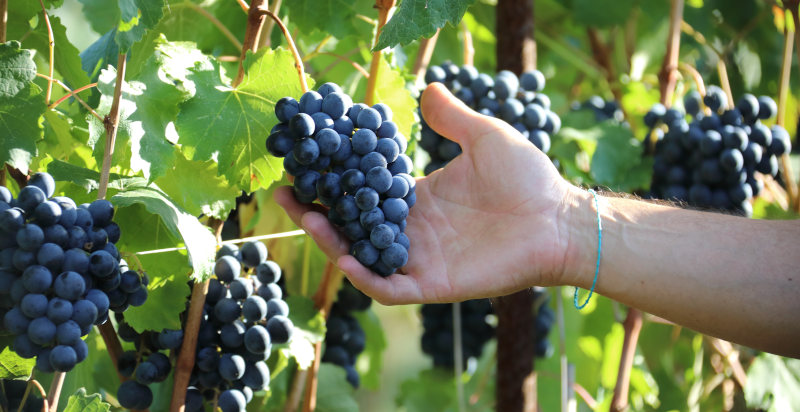 Tour vigna cantina vini Modena