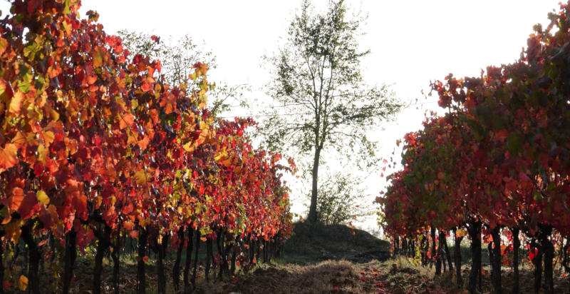 Esperienza di degustazione vino Modena 