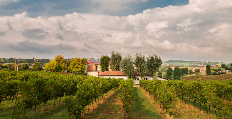 Degustazione vino azienda vitivinicola Modena
