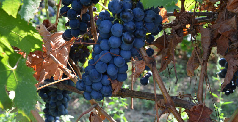 Uva di un vigneto dell'Oltrepò Pavese