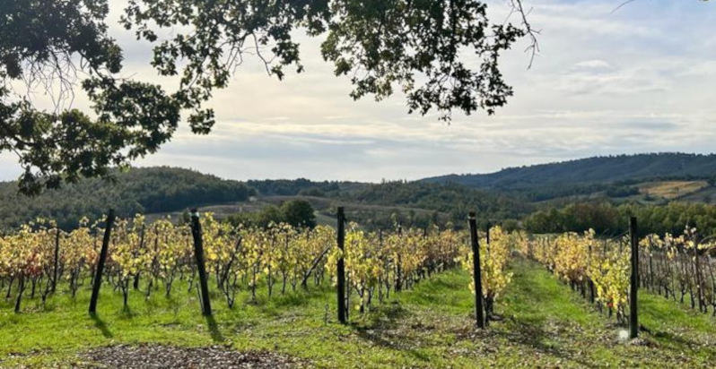 Vista panoramica sui vigneti della Maremma Toscana alla Fattoria La Maliosa