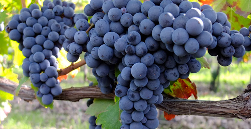 Grappolo uva Nero D'Avola