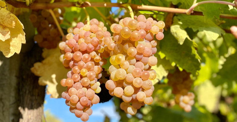 Grappoli d'uva maturi sotto il sole