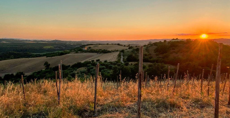 I vigneti della Fattoria La Maliosa in Maremma