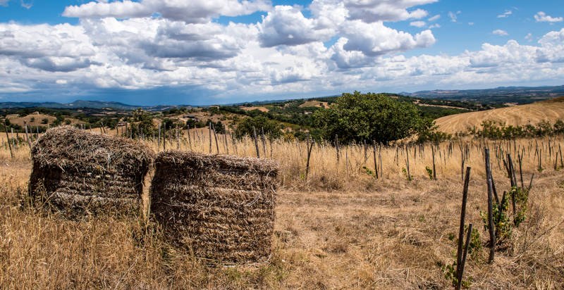 Esperienza in Maremma con degustazione vino e formaggio