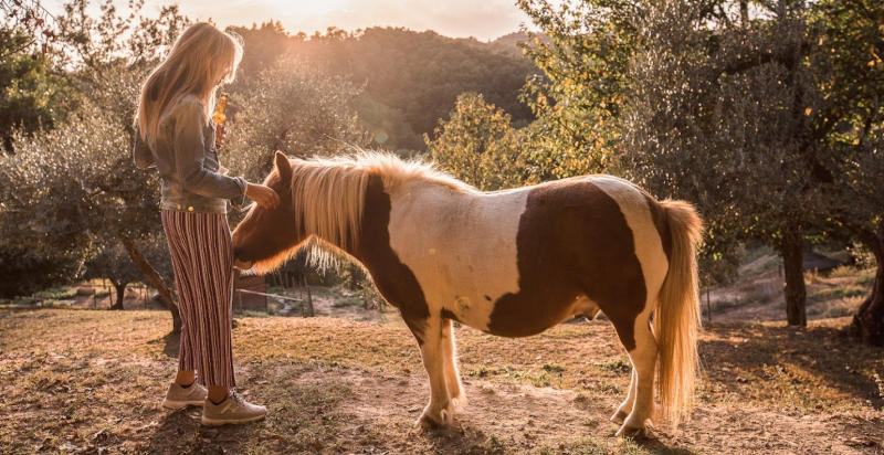 Cavalli nella proprietà dell'Agritursimo Alpaca Country House