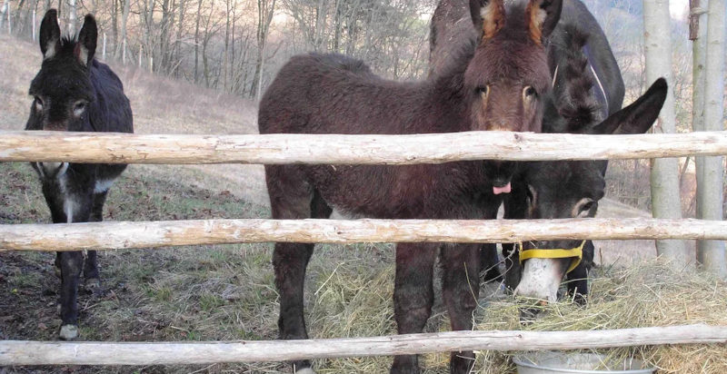 Animali presso cascina Zan a Paroldo in provincia di Cuneo
