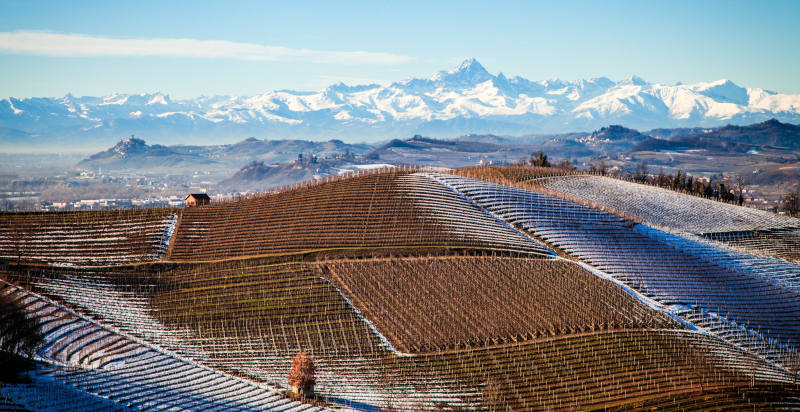 Veduta dei vigneti di Barbaresco