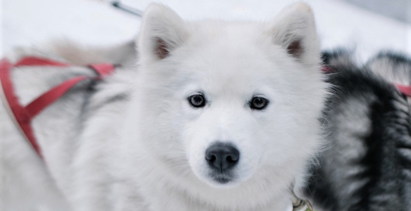 Cani da slitta Siberian Husky pronti per un'escursione sulla neve a Belluno