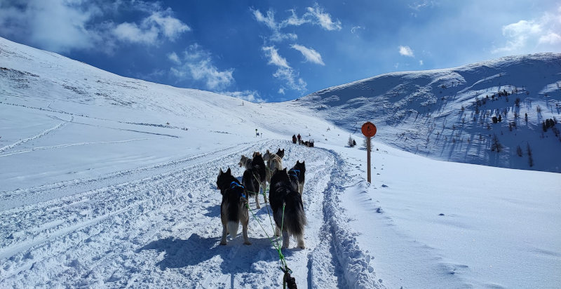 Val Martello esperienze con husky