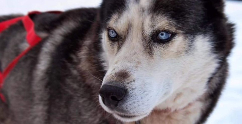 Escursione Sleddog e pernottamento in Agriturismo Trentino