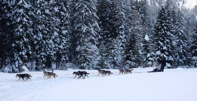 Sleddog avventura a Madonna di Campiglio, Trento
