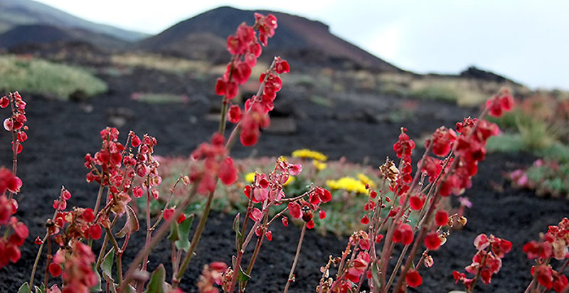 Panorami e flora incredibile sull'Etna