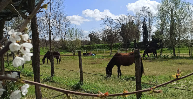 Esperienza a cavallo a Bosaro nel Polesine, Rovigo