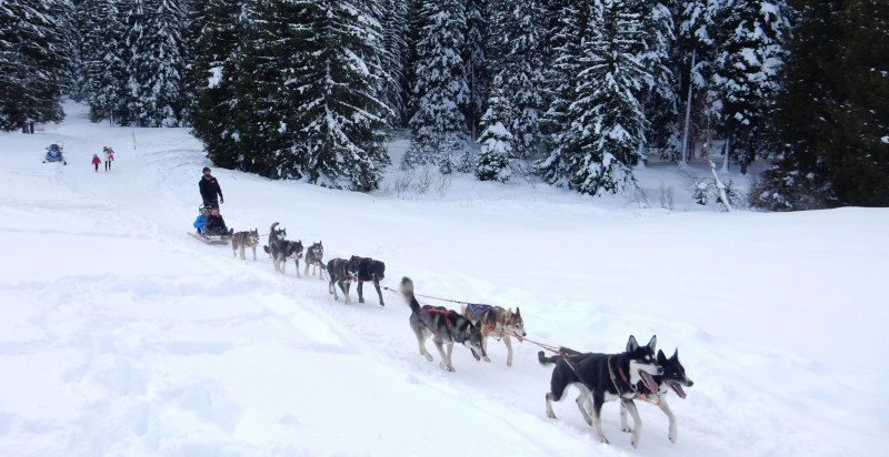 Esperienza con cani da slitta in Trentino